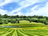 Striped fields