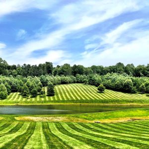 Striped fields
