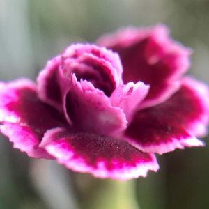 Flower 2